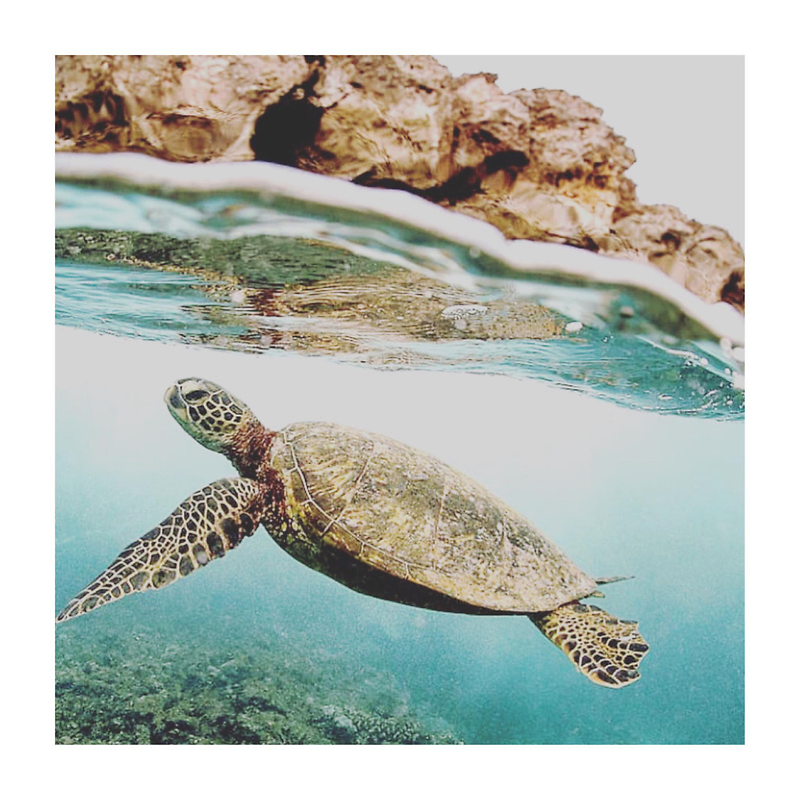 Turtle Foundation
